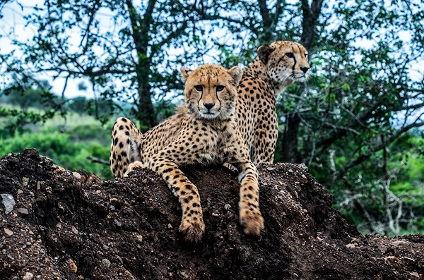Two cheetahs sitting on a dirt mound in South Africa