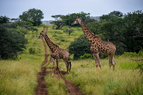 Two giraffes crossing a road in South Africa