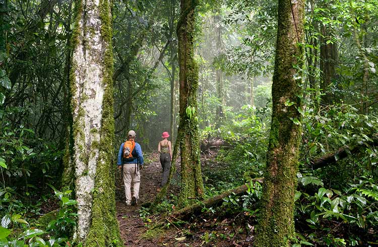 Two hikers in a dense rainforest walking while it rains