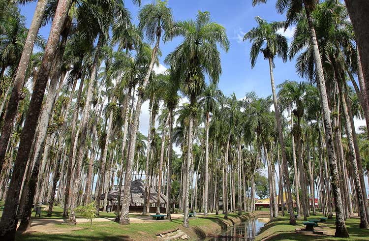 The Palmentuin (Garden Of Royal Palms) in Paramaribo, Suriname