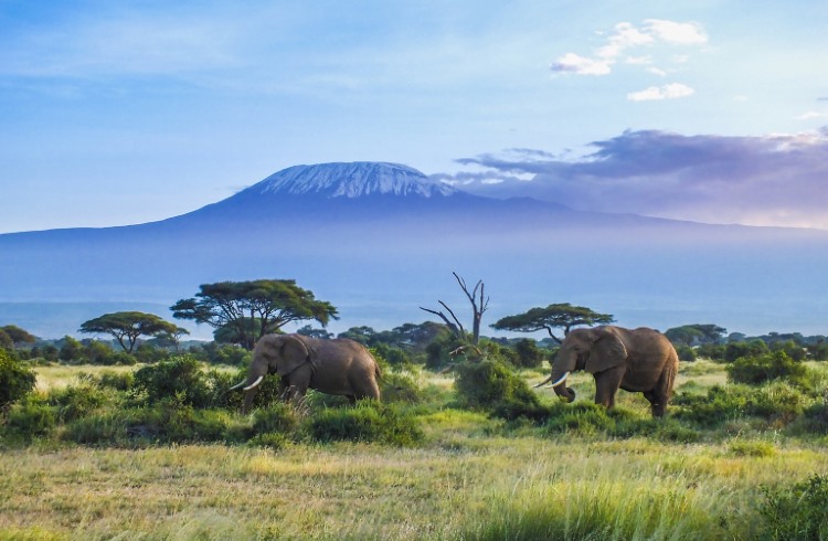 Elephants walk across a grassy plain in Tanzania, with Mt Kilimanjaro in the background.