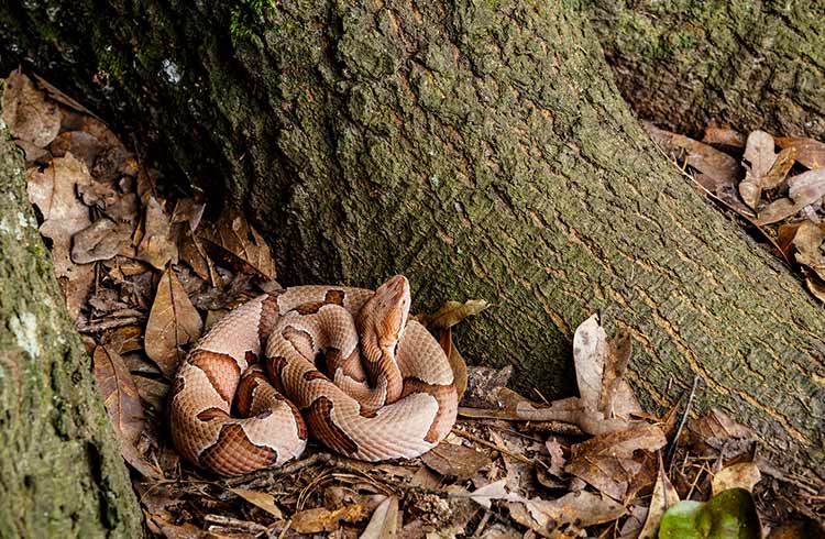 A brown snake curling up in leaves at the base of a tree