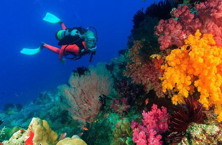 Scuba diver in a bright, colored reef