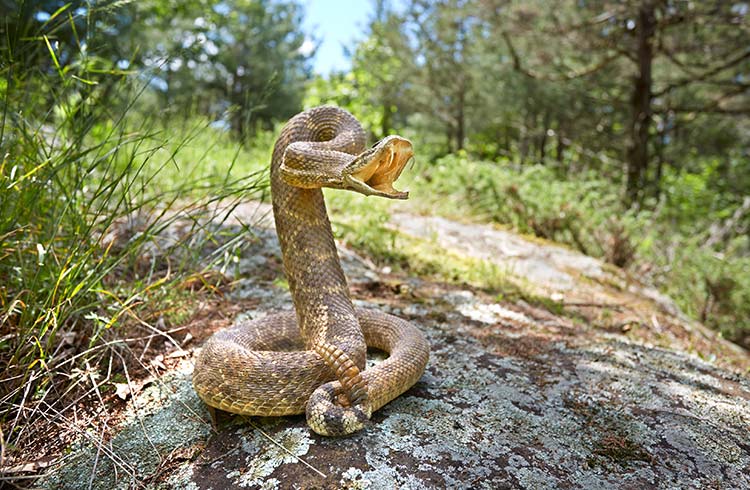 A rattlesnake on a rock with an open mouth