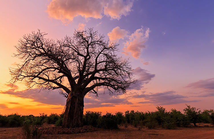 A baobab at sunset in Gonarezhou National Park