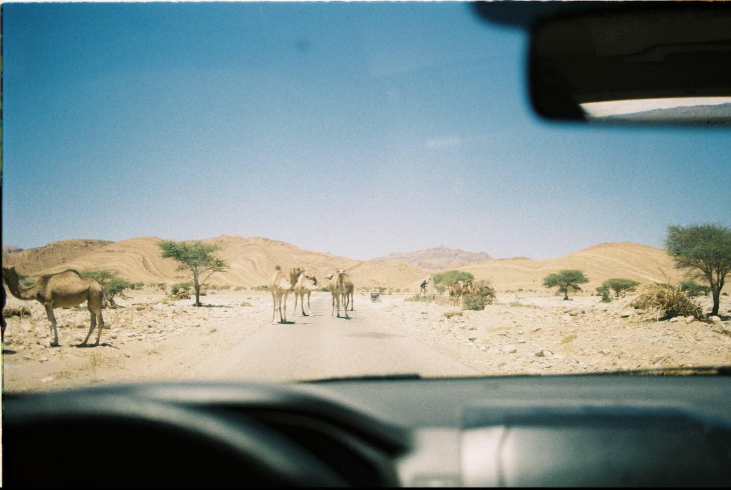 Camels walking through a desert