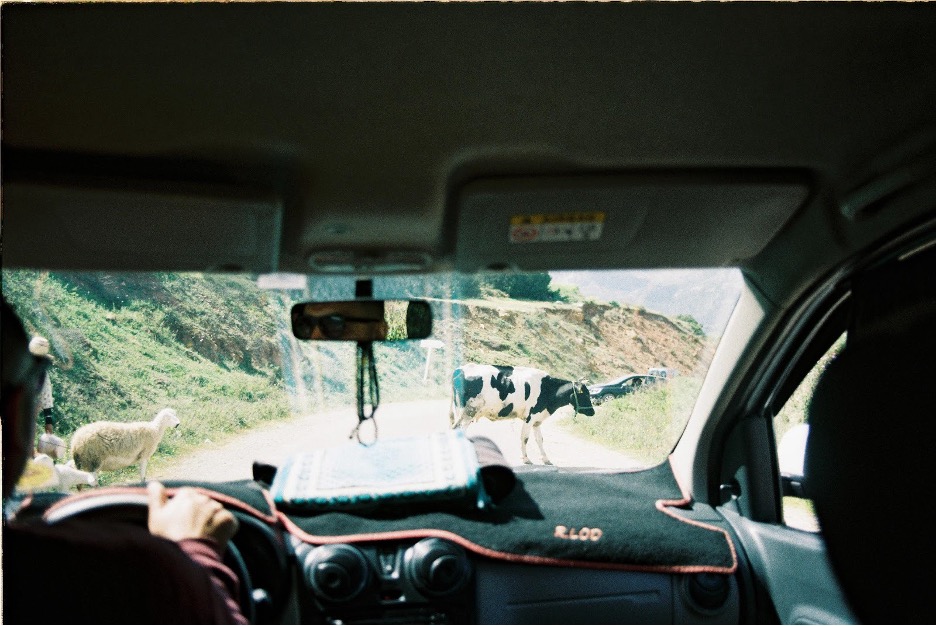 Cows and sheep crossing the road, as seen through the front windscreen of a car