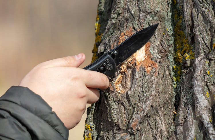 A woman uses a knife to cut a trail marker in the bark of a tree.