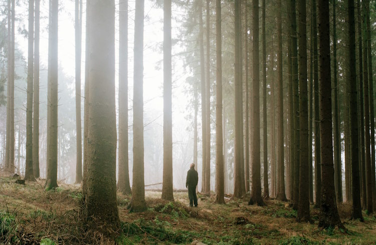 A lone hiker stares up at a forest of identical trees.
