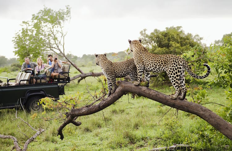 Passengers in a safari vehicle watch a pair of leopards in a tree.