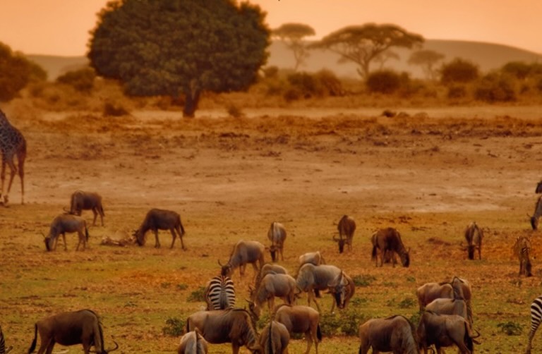 Safari Trips