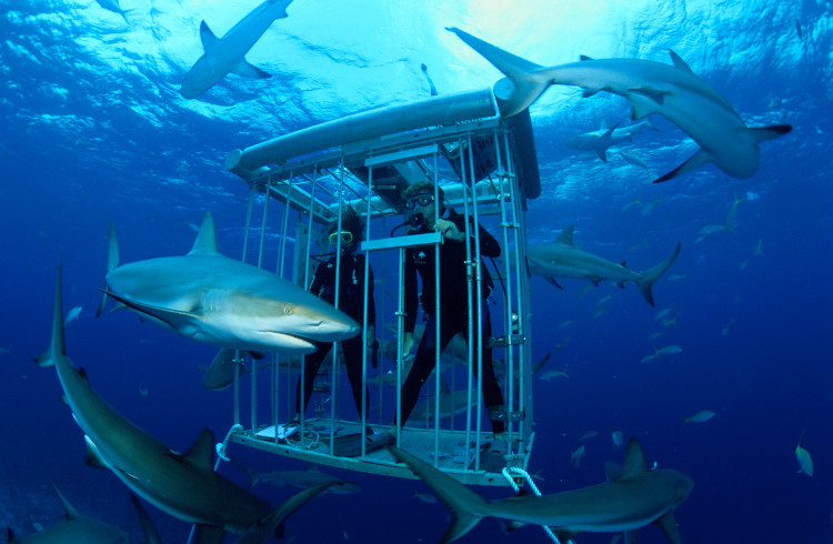 people in a shark cage