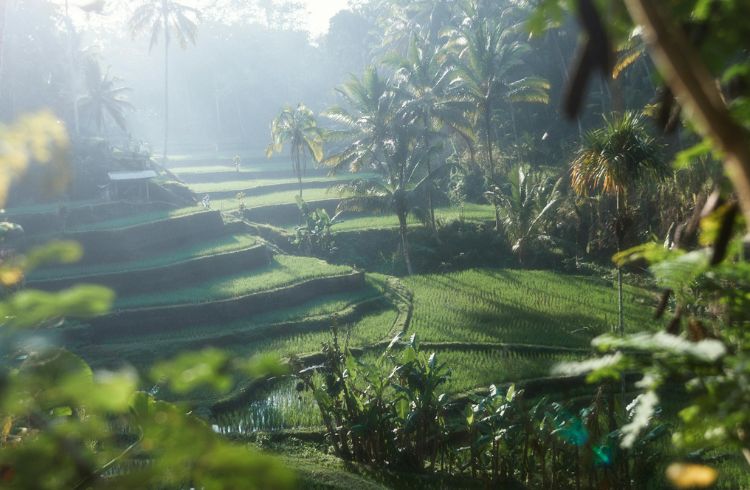 Green grass field Bali